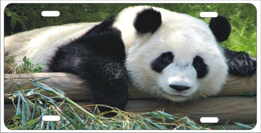 Panda Bear personalized novelty front license plate Decorative custom car tag
