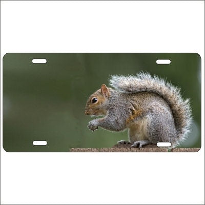 Squirrel personalized novelty front license plate decorative custom car tag